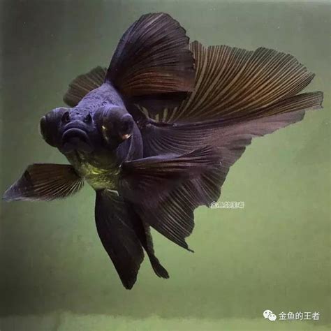 黑色 金魚